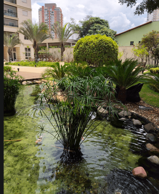 Jardim de condomínio com lago ornamental e plantas aquáticas
